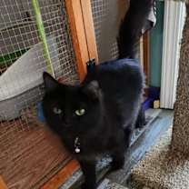 Thumbnail photo of It's OK Silky #3