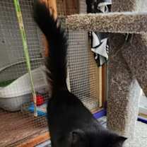 Thumbnail photo of It's OK Silky #4