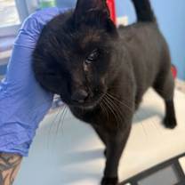 Thumbnail photo of Little Tommy #2