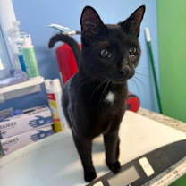 Thumbnail photo of Little Tommy #3