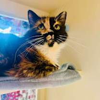 Thumbnail photo of Sunflower #2