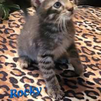 Thumbnail photo of Rocky - CP #1