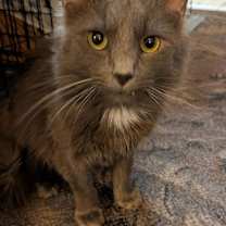 Thumbnail photo of Smoke (currently @ Cupboard Maker Books) #1