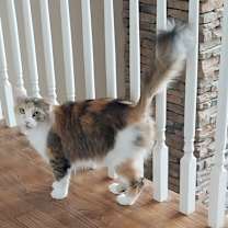 Thumbnail photo of Chychy #3