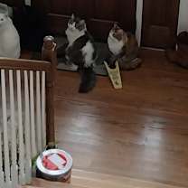 Thumbnail photo of Scooter #4