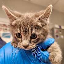 Thumbnail photo of Piglet #2