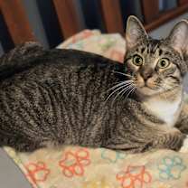 Thumbnail photo of Newman #4