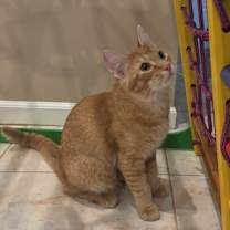 Thumbnail photo of Oreo and Mango #2