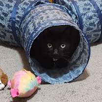 Thumbnail photo of Jynx #4