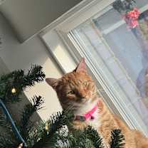 Thumbnail photo of Kayda #3