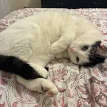 Thumbnail photo of Oliver #1