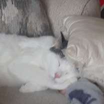 Thumbnail photo of Oliver #3