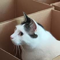 Thumbnail photo of Oliver #4