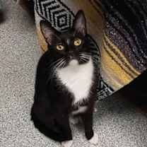 Thumbnail photo of Mercury #2