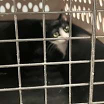 Thumbnail photo of Sesu #3