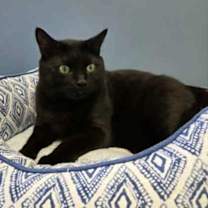 Thumbnail photo of Koda #1