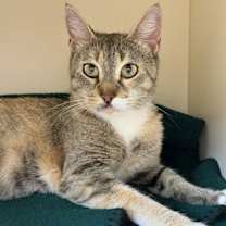 Thumbnail photo of Amaya #2