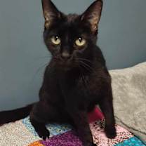 Thumbnail photo of Lotties #1