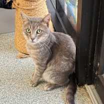 Thumbnail photo of Greystoke + #1