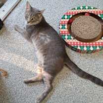 Thumbnail photo of Greystoke + #3