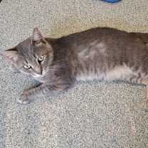 Thumbnail photo of Greystoke + #4