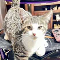 Thumbnail photo of Jaggar #2