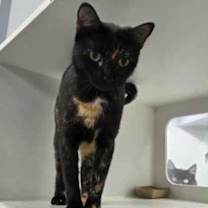 Thumbnail photo of Yogurt #1