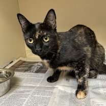 Thumbnail photo of Yogurt #3