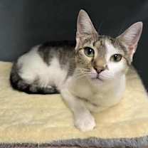 Thumbnail photo of Lillie #1