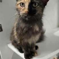 Thumbnail photo of Mia #2