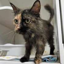 Thumbnail photo of Mia #3