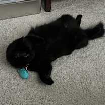 Thumbnail photo of Midnight #2