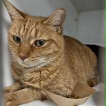 Thumbnail photo of Ginger #2