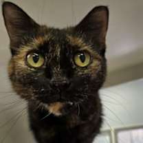 Thumbnail photo of Munchkin #2