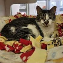 Thumbnail photo of Puma #2