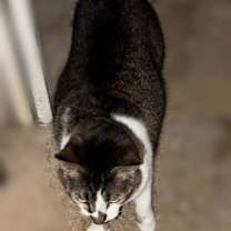 Thumbnail photo of Puma #3