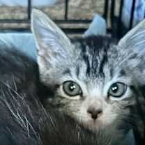 Thumbnail photo of Sully 10.6.25 #2