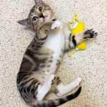 Thumbnail photo of Kitten Esther #2