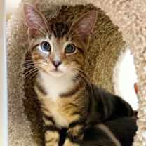 Thumbnail photo of Kitten Egypt #1