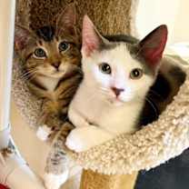 Thumbnail photo of Kitten Egypt #2