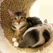 Thumbnail photo of Kitten Egypt #3