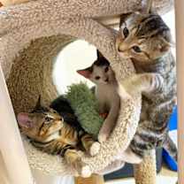 Thumbnail photo of Kitten Egypt #4