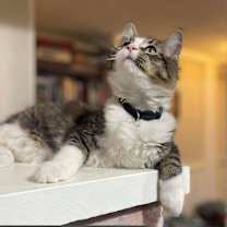 Thumbnail photo of Ziggs #2