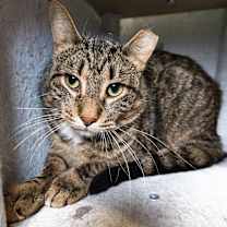 Thumbnail photo of Sage #1