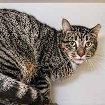 Thumbnail photo of Sage #3