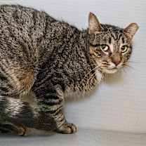 Thumbnail photo of Sage #4