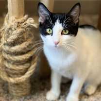 Thumbnail photo of Puddles #1