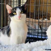 Thumbnail photo of Puddles #3