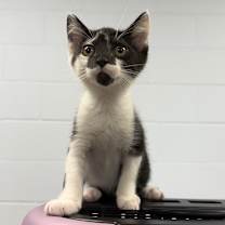 Thumbnail photo of Macaron  #2