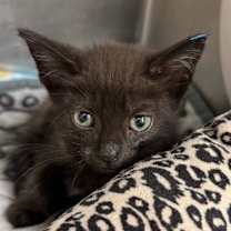 Thumbnail photo of Fleece #2